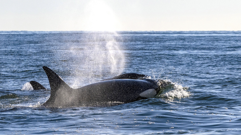Whale_Menopause_Mystery__What_These_Ocean_Giants_Reveal_About_Human_Evolution