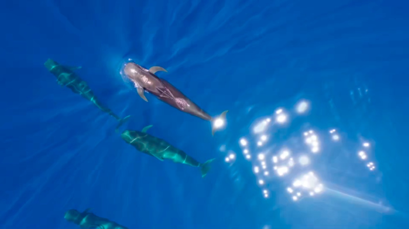 Whale__Haitang__Returns_Home__A_Tale_of_Rescue_and_Hope_in_the_South_China_Sea_poster - News for amigos, by amigos Whale__Haitang__Returns_Home__A_Tale_of_Rescue_and_Hope_in_the_South_China_Sea video poster