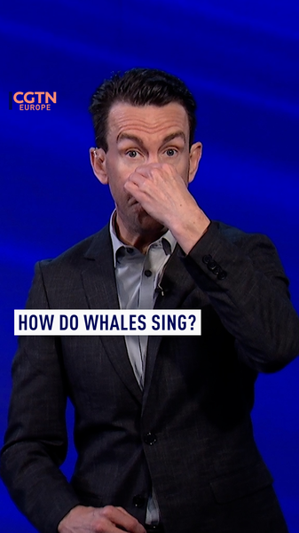Whales__Singing_Secrets_Revealed_And_Why_They_Need_Us_to_Listen video poster