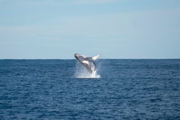 Whales at Risk: Marine Protected Areas May Not Be Enough, Study Reveals 🐋 Whales_at_Risk__Marine_Protected_Areas_May_Not_Be_Enough__Study_Reveals__