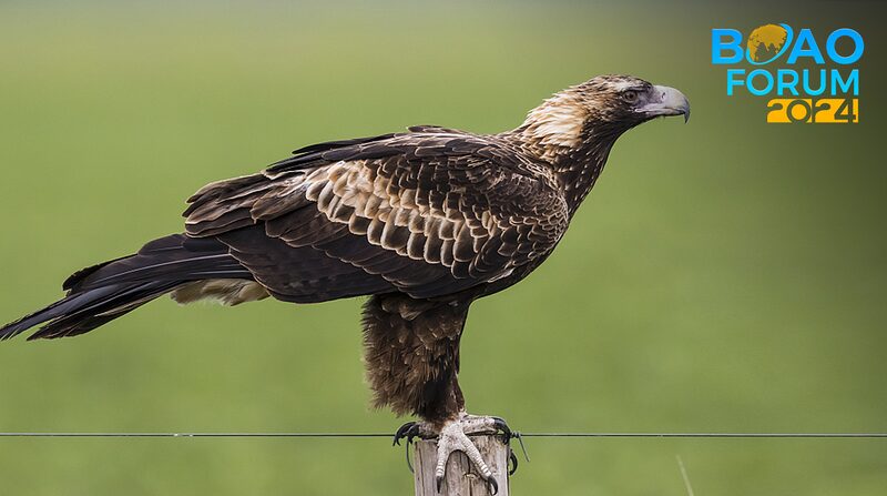 When_Wind_Turbines_Meet_Birds__Can_They_Share_the_Skies______