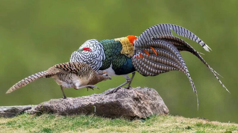White_Eared_Pheasant_s_Dazzling_Courtship_Dance_Captured_in_Sichuan - News for amigos, by amigos White_Eared_Pheasant_s_Dazzling_Courtship_Dance_Captured_in_Sichuan