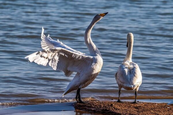 Whooper Swans Flock to Shengtian Lake, Creating a Mesmerizing ‘Swan Lake’ 🦢✨ Whooper_Swans_Flock_to_Shengtian_Lake__Creating_a_Mesmerizing__Swan_Lake____ video poster