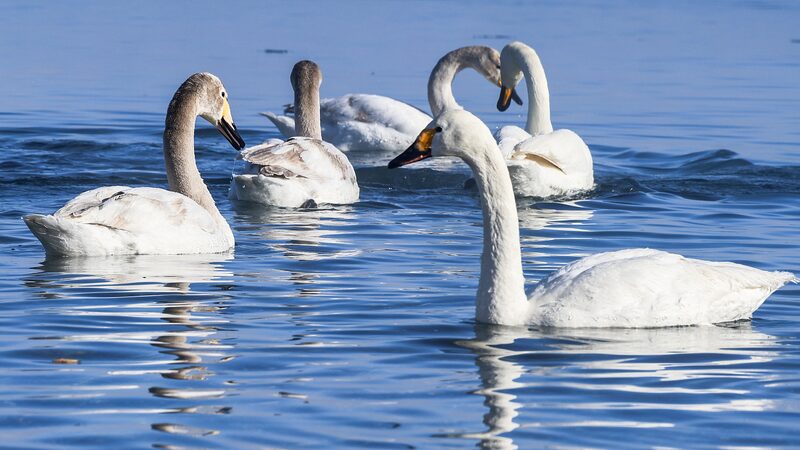Whooper_Swans_Spotted_Breeding_in_Xinjiang_s_Manas_National_Wetland_Park__poster - News for amigos, by amigos __Whooper_Swans_Spotted_Breeding_in_Xinjiang_s_Manas_National_Wetland_Park_ video poster