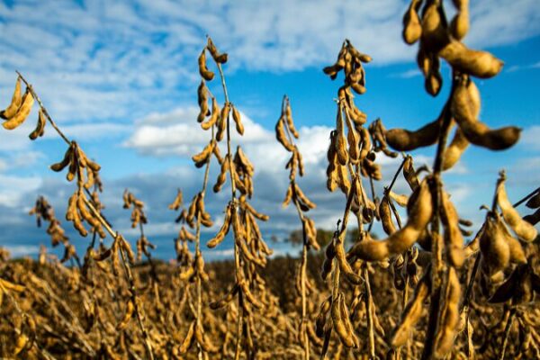 Why China Sees Seeds as National Security 🌱 Why_China_Sees_Seeds_as_National_Security__