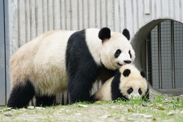 Wild Animal Mothers: Nature’s Selfless Heroes 🌟 Wild_Animal_Mothers__Nature_s_Selfless_Heroes__