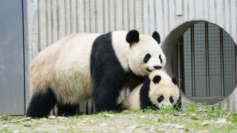Wild_Animal_Mothers__Nature_s_Selfless_Heroes__ - News for amigos, by amigos Wild_Animal_Mothers__Nature_s_Selfless_Heroes__