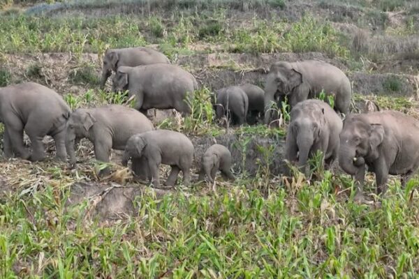 Wild Asian Elephants Enjoy Corn Feast and Swim in Yunnan 🌽🐘 Wild_Asian_Elephants_Enjoy_Corn_Feast_and_Swim_in_Yunnan___ video poster