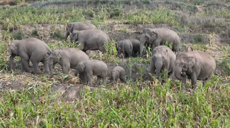 Wild_Asian_Elephants_Enjoy_Corn_Feast_and_Swim_in_Yunnan___ video poster