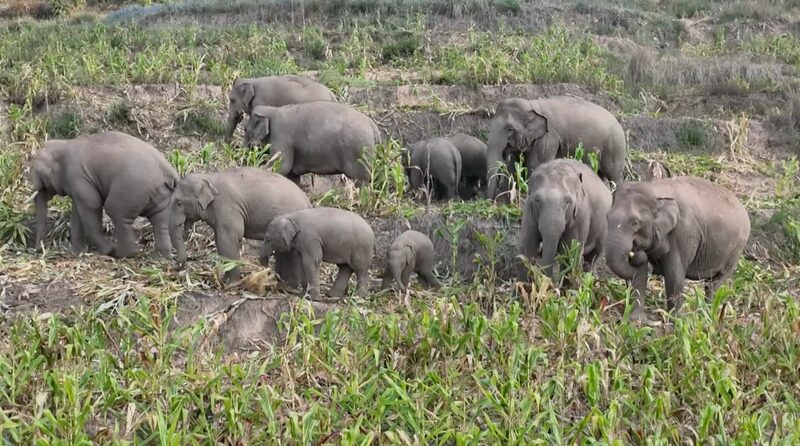 Wild_Asian_Elephants_Enjoy_Corn_Feast_and_Swim_in_Yunnan____poster - News for amigos, by amigos Wild_Asian_Elephants_Enjoy_Corn_Feast_and_Swim_in_Yunnan___ video poster