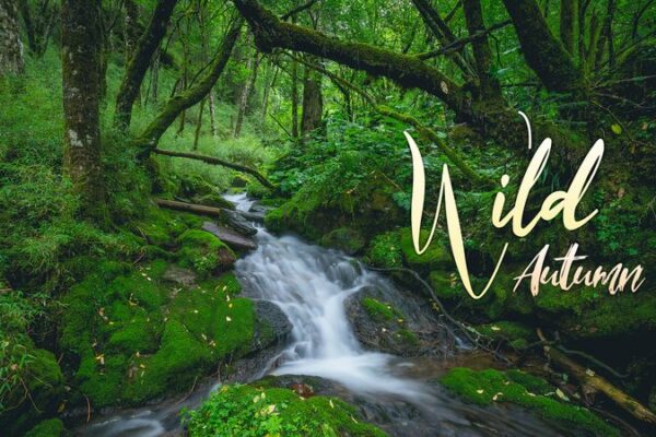 Wild Autumn: Unveiling the Mysterious Springs of Shennongjia’s Hidden Valley Wild_Autumn__Unveiling_the_Mysterious_Springs_of_Shennongjia_s_Hidden_Valley video poster
