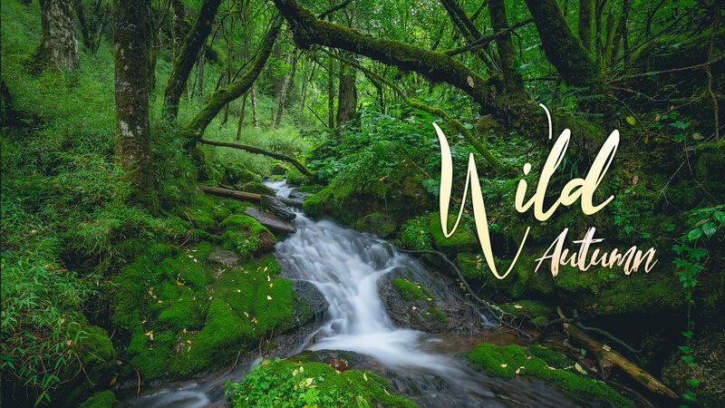 Wild_Autumn__Unveiling_the_Mysterious_Springs_of_Shennongjia_s_Hidden_Valley_poster - News for amigos, by amigos Wild_Autumn__Unveiling_the_Mysterious_Springs_of_Shennongjia_s_Hidden_Valley video poster