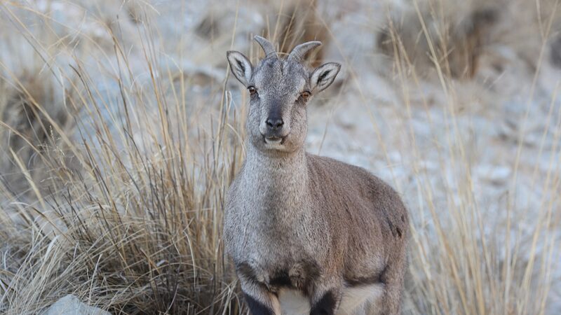 Wild_Bharals_Thrive_in_China_s_Helan_Mountains___