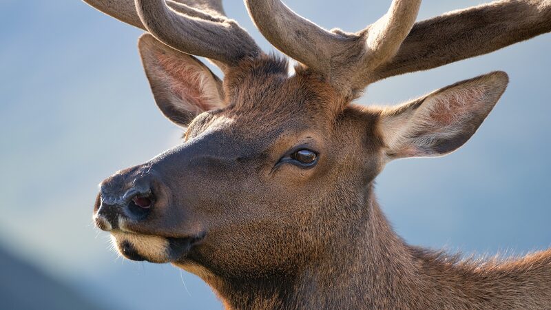 Wild_Deer_Caught_Battling_for_Mates_in_Inner_Mongolia_poster - News for amigos, by amigos Wild_Deer_Caught_Battling_for_Mates_in_Inner_Mongolia video poster