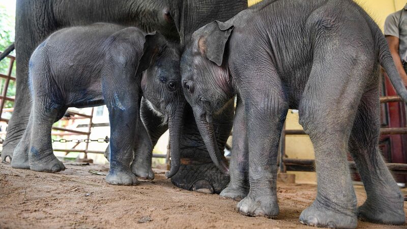 Wild_Elephants_Roam_Yangon__Myanmar_s_Push_to_Ease_Human_Elephant_Tensions - News for amigos, by amigos Wild_Elephants_Roam_Yangon__Myanmar_s_Push_to_Ease_Human_Elephant_Tensions