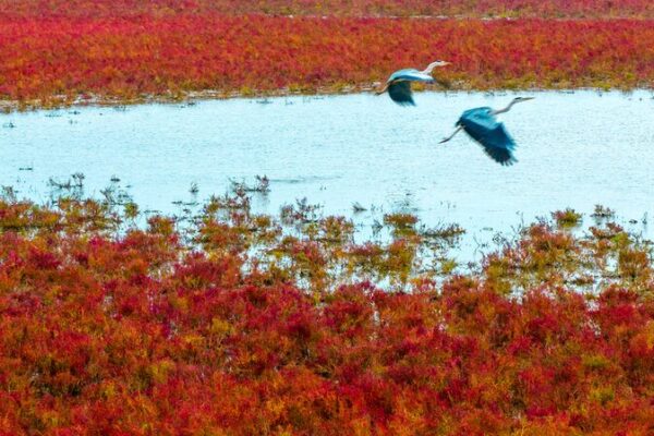 Wild Elk Stroll the Red Carpet in China’s Tiaozini Wetlands Wild_Elk_Stroll_the_Red_Carpet_in_China_s_Tiaozini_Wetlands