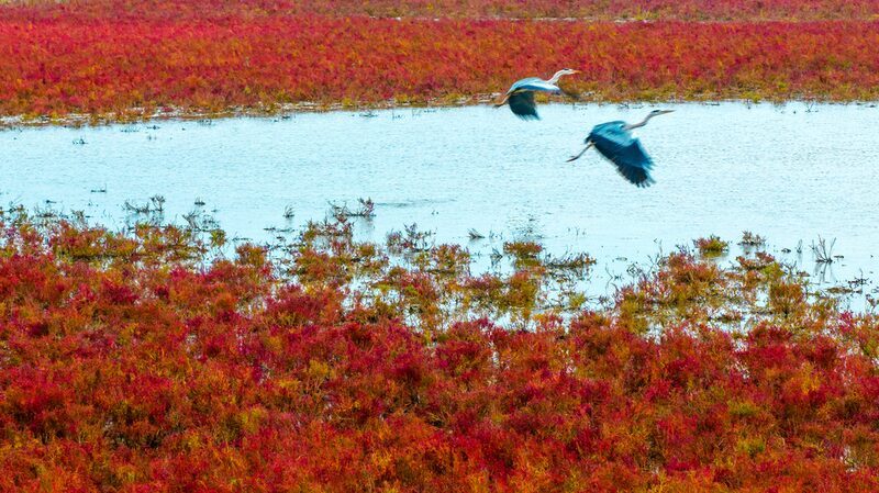 Wild_Elk_Stroll_the_Red_Carpet_in_China_s_Tiaozini_Wetlands - News for amigos, by amigos Wild_Elk_Stroll_the_Red_Carpet_in_China_s_Tiaozini_Wetlands