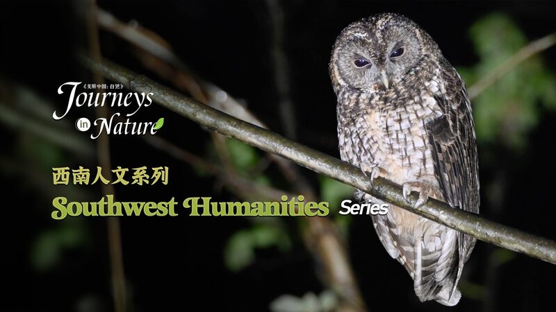 Wild_Encounters__Life_on_the_Edge_of_Sichuan_s_Forests___ - News for amigos, by amigos Wild_Encounters__Life_on_the_Edge_of_Sichuan_s_Forests___
