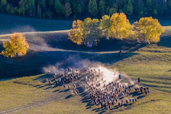 Wild Horses Run Free in Inner Mongolia’s Autumn Grasslands 🐎🍂 Wild_Horses_Run_Free_in_Inner_Mongolia_s_Autumn_Grasslands___
