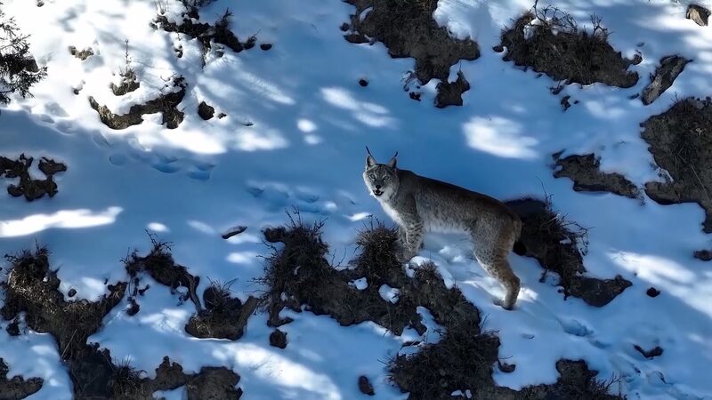 Wild_Lynx_Spotted_Stalking_Prey_in_Northwest_China_s_Snowy_Mountains_poster - News for amigos, by amigos Wild_Lynx_Spotted_Stalking_Prey_in_Northwest_China_s_Snowy_Mountains video poster