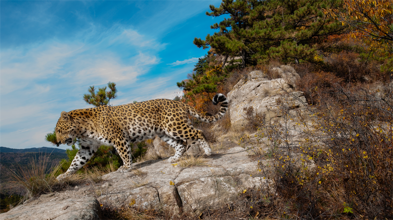 Wild_North_China_Leopards_Spotted_in_Taihang_Mountains__