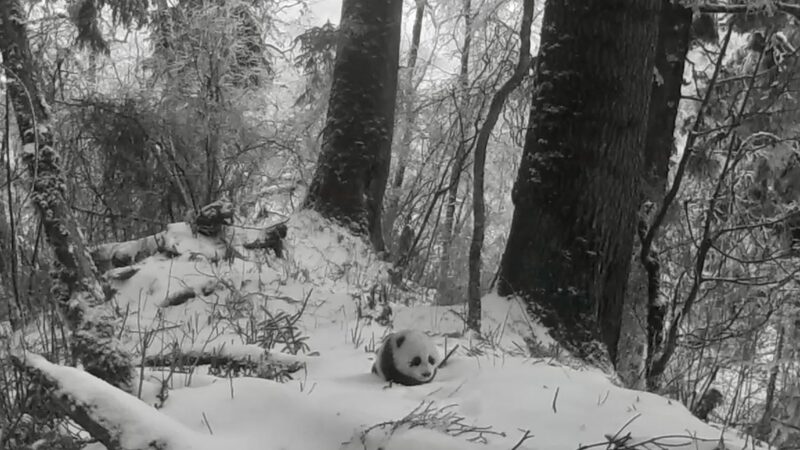 __Wild_Panda_Cub_Caught_on_Camera_in_Sichuan___ video poster