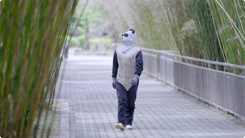 Wild_at_Heart__How_Pandas_in_Sichuan_Are_Learning_to_Be_Free_poster - News for amigos, by amigos Wild_at_Heart__How_Pandas_in_Sichuan_Are_Learning_to_Be_Free video poster