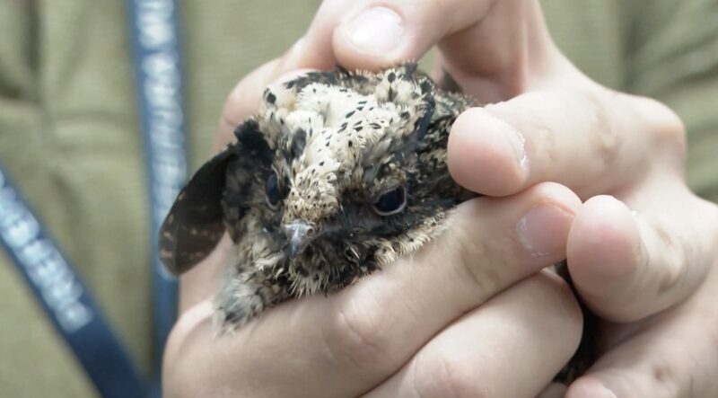 Wildfires_Ravage_Sao_Paulo_s_Wildlife__A_Call_to_Action___ video poster