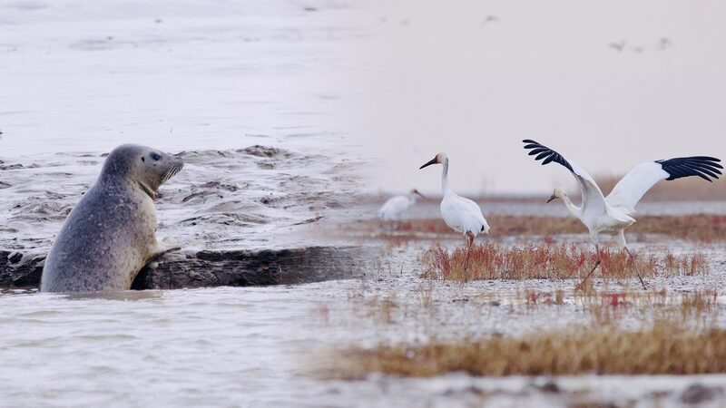 Wildlife_Flourishes_at_Liao_River_Estuary__Spotted_Seals_and_Rare_Birds_Return_poster - News for amigos, by amigos Wildlife_Flourishes_at_Liao_River_Estuary__Spotted_Seals_and_Rare_Birds_Return video poster