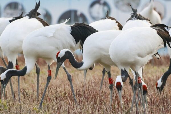 Wildlife Flourishes in East China’s Winter Wonderland Wildlife_Flourishes_in_East_China_s_Winter_Wonderland