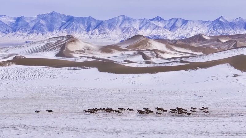 Wildlife_Flourishes_in_Xinjiang_s_Snow_Capped_Altun_Mountains_poster - News for amigos, by amigos Wildlife_Flourishes_in_Xinjiang_s_Snow_Capped_Altun_Mountains video poster