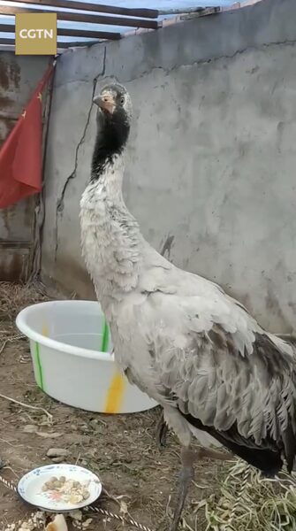 Wildlife_Guardian__Tibetan_Herdsman_Kunga_u2019s_Sanctuary_in_the_Valley_of_Big_Cats_poster - News for amigos, by amigos Wildlife_Guardian__Tibetan_Herdsman_Kunga_u2019s_Sanctuary_in_the_Valley_of_Big_Cats video poster