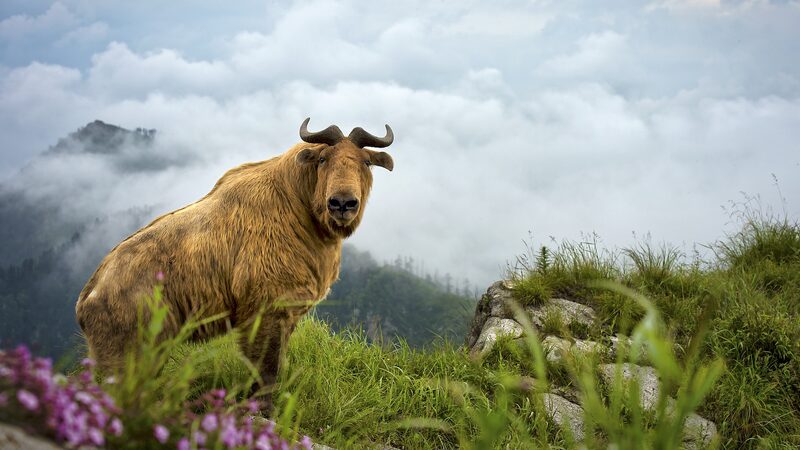 Wildlife_Makes_a_Comeback_in_NW_China_s_Shaanxi_After_25_Years_of_Conservation___poster - News for amigos, by amigos Wildlife_Makes_a_Comeback_in_NW_China_s_Shaanxi_After_25_Years_of_Conservation__ video poster