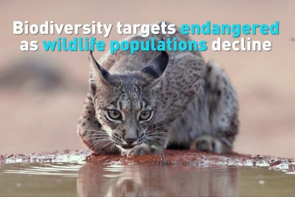 Wildlife Populations Plummet: Biodiversity Targets at Risk 🌍🐼 Wildlife_Populations_Plummet__Biodiversity_Targets_at_Risk___ video poster