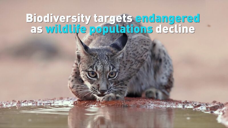 Wildlife_Populations_Plummet__Biodiversity_Targets_at_Risk____poster - News for amigos, by amigos Wildlife_Populations_Plummet__Biodiversity_Targets_at_Risk___ video poster