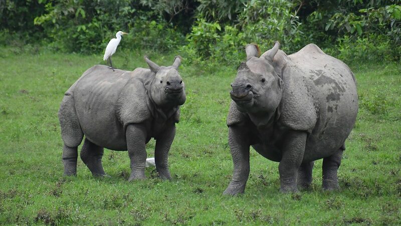 Wildlife_Populations_Plummet_by_73__Since_1970__WWF_s_Alarming_Report - News for amigos, by amigos __Wildlife_Populations_Plummet_by_73__Since_1970__WWF_s_Alarming_Report