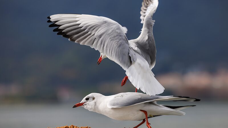 Winged_Wonders__Black_Headed_Gulls_Flock_to_Kunming_s_Sunny_Skies video poster