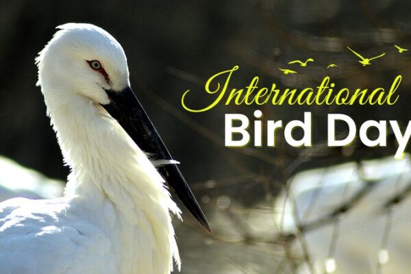 Winged Wonders: Celebrate International Bird Day Across the Chinese Mainland! 🐦🌏 Winged_Wonders__Celebrate_International_Bird_Day_Across_the_Chinese_Mainland____ video poster