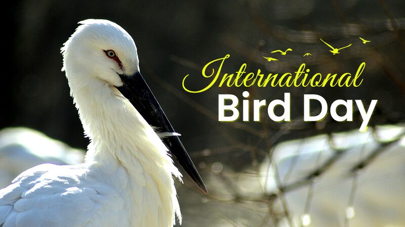 Winged_Wonders__Celebrate_International_Bird_Day_Across_the_Chinese_Mainland____ video poster