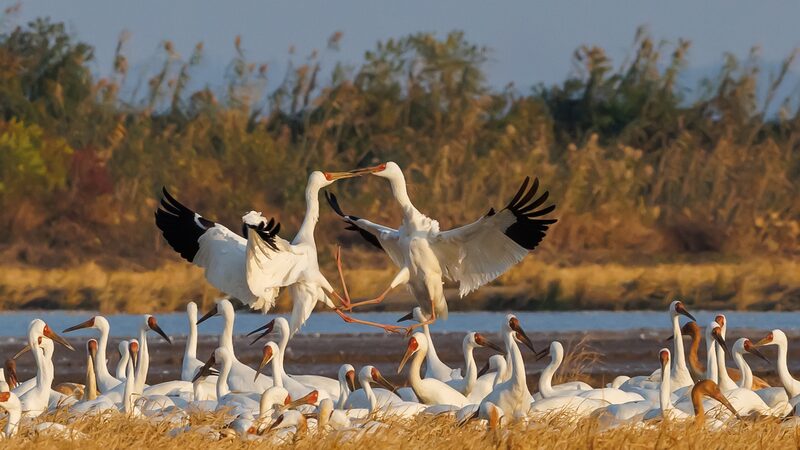 Winging_It_South__Siberian_Cranes_Chill_Out_at_Poyang_Lake____