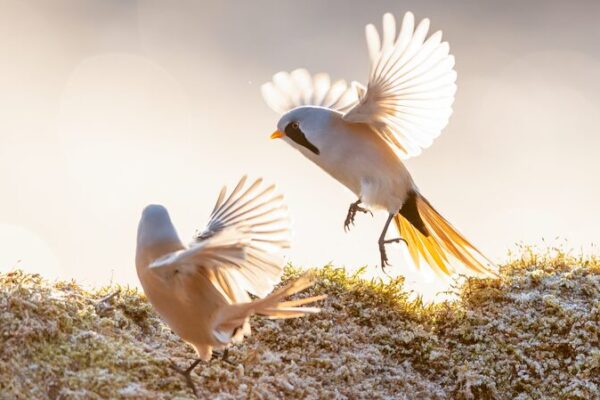 Winter Ballet: Bearded Reedlings Dazzle in Heilongjiang Winter_Ballet__Bearded_Reedlings_Dazzle_in_Heilongjiang