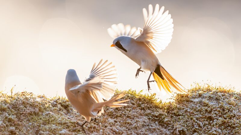 Winter_Ballet__Bearded_Reedlings_Dazzle_in_Heilongjiang