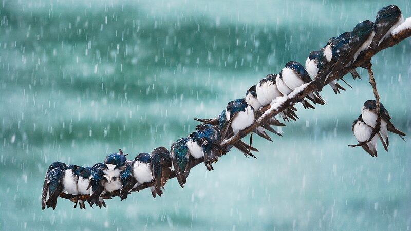 Winter_Snuggles__How_Animals_Embrace_Unity_to_Stay_Warm_____ - News for amigos, by amigos Winter_Snuggles__How_Animals_Embrace_Unity_to_Stay_Warm_____