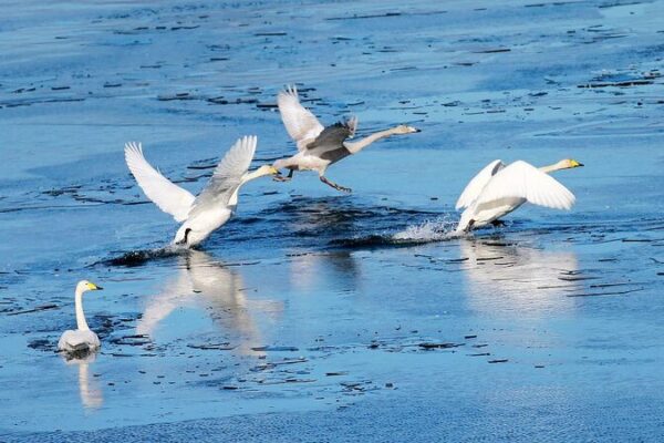 Winter Wonderland: Swans Flock to Beijing’s Huairou Reservoir Winter_Wonderland__Swans_Flock_to_Beijing_s_Huairou_Reservoir