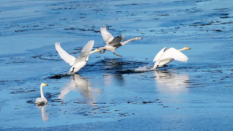 Winter_Wonderland__Swans_Flock_to_Beijing_s_Huairou_Reservoir - News for amigos, by amigos Winter_Wonderland__Swans_Flock_to_Beijing_s_Huairou_Reservoir