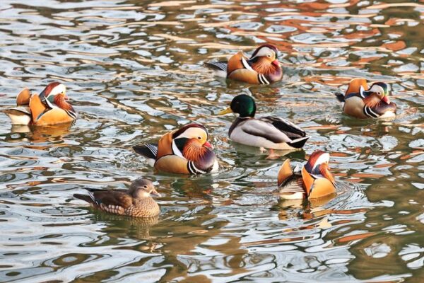 Winter Wonderland: Waterbirds Transform Beihai Park into a Frozen Fairy Tale Winter_Wonderland__Waterbirds_Transform_Beihai_Park_into_a_Frozen_Fairy_Tale