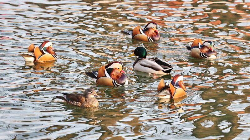 Winter_Wonderland__Waterbirds_Transform_Beihai_Park_into_a_Frozen_Fairy_Tale - News for amigos, by amigos Winter_Wonderland__Waterbirds_Transform_Beihai_Park_into_a_Frozen_Fairy_Tale