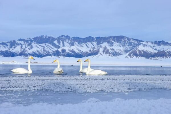 Winter Wonders of Xinjiang: Wildlife Amidst the Snow Winter_Wonders_of_Xinjiang__Wildlife_Amidst_the_Snow video poster