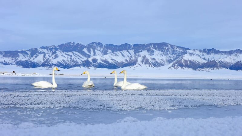 Winter_Wonders_of_Xinjiang__Wildlife_Amidst_the_Snow_poster - News for amigos, by amigos Winter_Wonders_of_Xinjiang__Wildlife_Amidst_the_Snow video poster