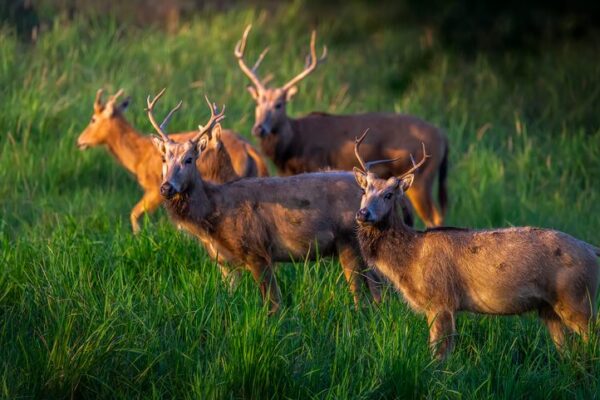 Witness the Epic Milu Deer Battles in China’s Jiangsu Province 🦌 Witness_the_Epic_Milu_Deer_Battles_in_China_s_Jiangsu_Province__ video poster